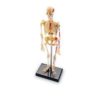 Learning Resources Skeleton Model, Miniature Model, Easy to Manipulate, 41-Piece Model, Ages 8 Plus Multi-color, 9.2 inches tall