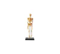 Learning Resources Skeleton Model Miniature Model Easy to Manipulate 41-Piece Model Ages 8+ Multi-color 9.2 inches tall