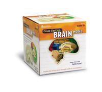 Learning Resources Soft Foam Cross-Section Brain Model