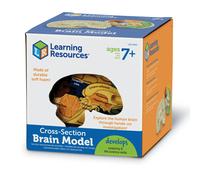 Learning Resources Soft Foam Cross-Section Brain Model for Ages 7 & Up