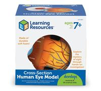 Learning Resources Soft Foam Cross-Section Eye Model for Ages 7 and Up