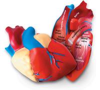 Learning Resources Soft Foam Cross-Section Human Heart Model