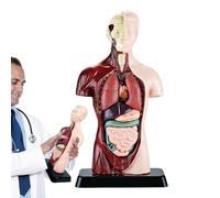 LearnLyrics Torso Anatomy Model - Educational Half-Body Organ Set | Material Human with Study Booklet for Medical Science Learning, Removable Parts for Students, Teachers and Medical Study, 24cm