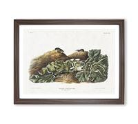 Least Shrew By John Woodhouse Audubon Vintage Framed Wall Art Print, Ready to Hang Picture for Living Room Bedroom Home Office Décor, Walnut A2 (64 x 46 cm)