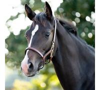 Leather foal halter Kavalkade Yearling