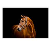 Leather halter for horse Horseware Signature