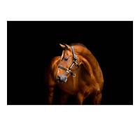 Leather halter for horse Horseware Signature