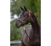 Leather halter pony Kerbl eco