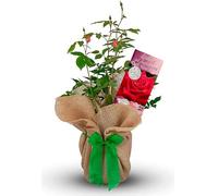 Leather Wedding Rose - 3rd Anniversary Rose Bush - Gift Wrapped Leather Anniversary Plant