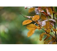 Leaves-7000-Piece Adult Puzzle Brain Teaser Game Relaxing Puzzle Puzzle 14 years+