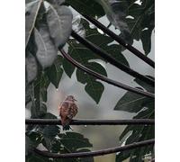 Leaves and birds-5000-Piece Classic Wooden Puzzle for Adults - DIY 3D Modern Home Decor Puzzle (14 years+)