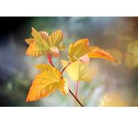 Leaves and branches in the autumn light-3000-Piece Puzzle for Adults: Classic Puzzle, Casual Entertainment, Puzzle, Adult Gift (14 years+）