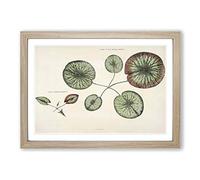 Leaves of a Gigantic Water Lily by William Sharp Framed Print | A2 Oak Framed Wall Art | Ready to Hang | Modern Floral Picture | Living Room Bedroom Lounge Office