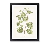 Leaves Of A Plant By Benjamin Fawcett Vintage Framed Print | A2 Black Framed Wall Art | Ready to Hang | Classic Floral Picture | Living Room Bedroom Lounge Office