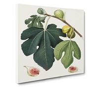 Leaves of the Fig Tree by Giorgio Gallesio Canvas Print | Gallery Wrapped 30mm Frame Wall Art | 14x14 inches | Ready to Hang | Retro Floral Picture | Living Room Bedroom Lounge Office