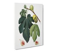 Leaves Of The Fig Tree By Giorgio Gallesio Canvas Print | Gallery Wrapped 30mm Frame Wall Art | 30x20 inches | Ready to Hang | Retro Floral Picture | Living Room Bedroom Lounge Office