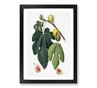 Leaves of The Fig Tree by Giorgio Gallesio Framed Print | A2 Black Framed Wall Art | Ready to Hang | Modern Floral Picture | Living Room Bedroom Lounge Office