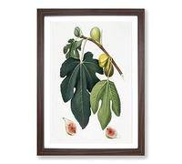 Leaves of The Fig Tree by Giorgio Gallesio Framed Print | A2 Walnut Framed Wall Art | Ready to Hang | Modern Floral Picture | Living Room Bedroom Lounge Office