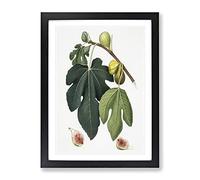 Leaves Of The Fig Tree By Giorgio Gallesio Vintage Framed Print | A2 Black Framed Wall Art | Ready to Hang | Classic Floral Picture | Living Room Bedroom Lounge Office
