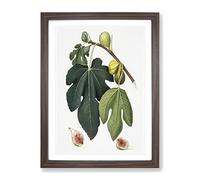 Leaves Of The Fig Tree By Giorgio Gallesio Vintage Framed Print | A2 Walnut Framed Wall Art | Ready to Hang | Classic Floral Picture | Living Room Bedroom Lounge Office