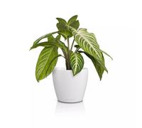 Lechuza Classico Color 14 Deco 16681 Table Pot Matte Surface Diameter 15 x 13.5 cm White