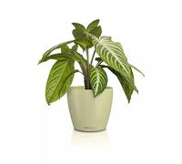 Lechuza Classico Color 14 Deco Linden Table Pot Matte Surface Diameter 15 x 13.5 cm 16683