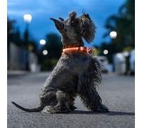 LED Collar for Pets Petlux InnovaGoods