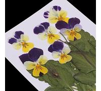 LEEYOX 12x Pressed/Dried Flower Pansy Flowers For DIY Scrapbooking Card Arts Crafts