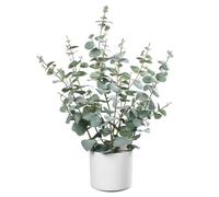Leflos Artificial Eucalyptus Tree 2ft, Faux Eucalyptus Plant with Silver Dollar Leaves, Fake Silk Eucalyptus Plant In White Pot For Table Home Office And Indoor Decor