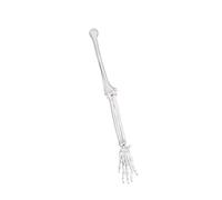 Left Right Upper Limb Scapula, Right Side Upper Limb, Right Side G | Detailed Anatomically Accurate Upper Limb Scapula and Clavicle Model for Anatomy Study, Classroom Demonstration