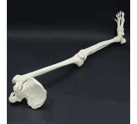 Leg Skeleton Anatomy Model Human Leg Skeleton Set 36 Inch Anatomy Human Lower Limb Skeleton Model with All Joints Leg Bones