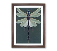 Legendary Dragonfly Framed Print | A2 Walnut Framed Wall Art | Ready to Hang | Modern Animal Picture | Living Room Bedroom Lounge Office