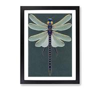 Legendary Dragonfly Framed Print | A4 Black Framed Wall Art | Ready to Hang | Modern Animal Picture | Living Room Bedroom Lounge Office