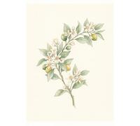 Legends Gallery Citrus Blossom Branch Wall Art Print - Botanical Watercolour Sage and Cream Poster - Kitchen and Dining Room Wall Decor - A4 Framed