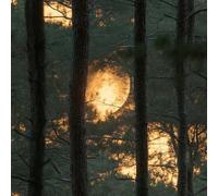 LeIxIaO Moonlight Forest Peel and Stick Wallpaper 3D Printed Retro Landscape for Bedroom Living Room Bathroom Kitchen Removable Decor Wall Mural Paper 17.3"x78.7"