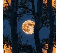 LeIxIaO Moonlight Forest Peel and Stick Wallpaper 3D Printed Retro Landscape for Bedroom Living Room Bathroom Kitchen Removable Decor Wall Mural Paper 17.3" x 236"
