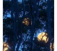 LeIxIaO Removable Peel and Stick Wallpaper 17.3" x 393" Moonlight Forest Self Adhesive Wallpaper Retro Landscape for Drawers Furniture Makeovers Easy to Install Wall Paper