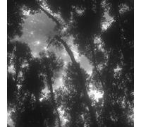 LeIxIaO Removable Peel and Stick Wallpaper 17.3" x 78.7" Moonlight Forest Self Adhesive Wallpaper Retro Landscape for Drawers Furniture Makeovers Easy to Install Wall Paper