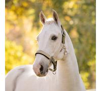 LeMieux Medley Headcollar - Gooseberry/Pear/Petal - Green - Size: Pony