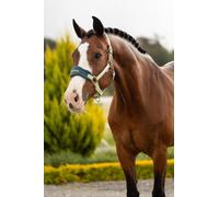 LeMieux Vogue Headcollar & Leadrope - Macaron