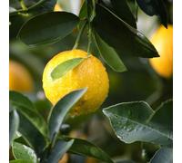 Lemon Bush 'Common'. Citrus. Dwarf patio lemon fruit tree. 4L Plant. Available from Bedwen Plants