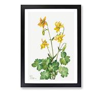 Lemon Columbine by Mary Vaux Walcott Framed Print | A2 Black Framed Wall Art | Ready to Hang | Modern Nature Picture | Living Room Bedroom Lounge Office