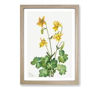 Lemon Columbine by Mary Vaux Walcott Framed Print | A2 Oak Framed Wall Art | Ready to Hang | Modern Nature Picture | Living Room Bedroom Lounge Office
