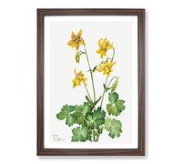 Lemon Columbine by Mary Vaux Walcott Framed Print | A2 Walnut Framed Wall Art | Ready to Hang | Modern Nature Picture | Living Room Bedroom Lounge Office