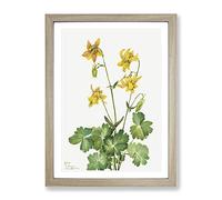 Lemon Columbine Flowers By Mary Vaux Walcott Vintage Framed Print | A2 Oak Framed Wall Art | Ready to Hang | Classic Floral Picture | Living Room Bedroom Lounge Office