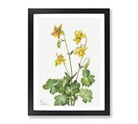 Lemon Columbine Flowers By Mary Vaux Walcott Vintage Framed Print | A3 Black Framed Wall Art | Ready to Hang | Classic Floral Picture | Living Room Bedroom Lounge Office