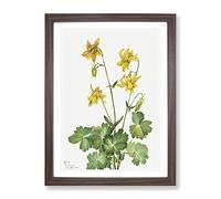 Lemon Columbine Flowers By Mary Vaux Walcott Vintage Framed Print | A3 Walnut Framed Wall Art | Ready to Hang | Classic Floral Picture | Living Room Bedroom Lounge Office