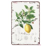 Lemon Decorations for Kitchen Lemon Vintage Wall Art Kitchen Botanical Wall Art Lemon Botanical Metal Sign Vintage Home Decor Rustic Tin Signs Wall Art Metal Poster for Kitchen Home 12x8 inch