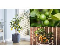 Lemon Lime and Orange Plants: Orange Tree/One