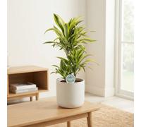 Lemon Lime Dracaena (Dracaena Fragrans) - 21Cm Pot, 90Cm Tall